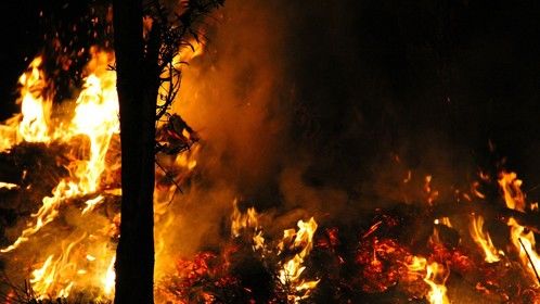 Johor's Burning Forest