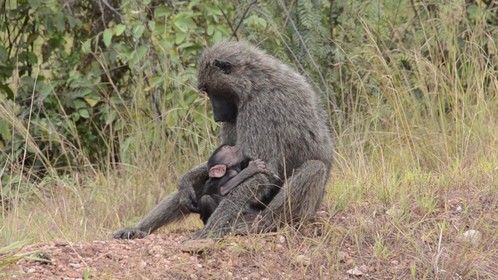 National park Uganda