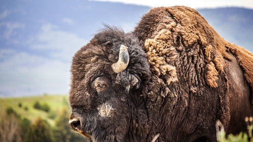 National Bison Range, Montana