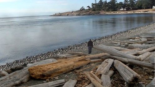 A screen shot of &quot;Friday beach.&quot; Day, surrounded by a sea of ancient drift wood. Except, it's all &quot;Movie Magic&quot; The shore  is a replacement matte, and composited  sea, and character of me,  blue-screened into the scene. The actual is 2 minutes in length and has a nine channel DTS surround track. 