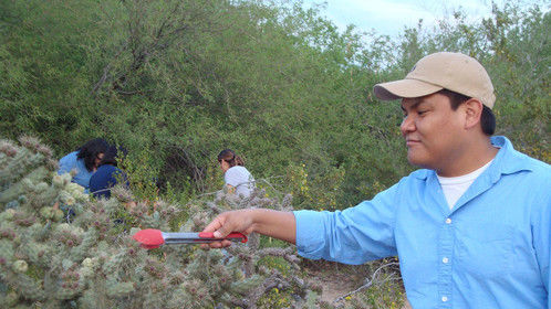 Picking cholla buds. 