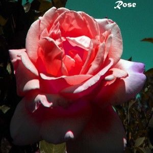 Adobe Rose