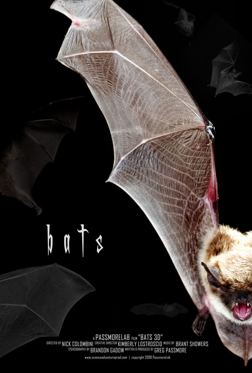 The Extreme Nature of Bats