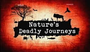 Nature's Deadly Journeys