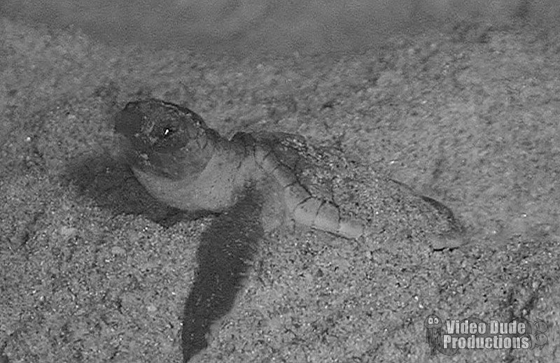 Loggerhead Sea Turtle Hatchout