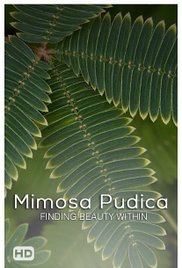 Mimosa Pudica