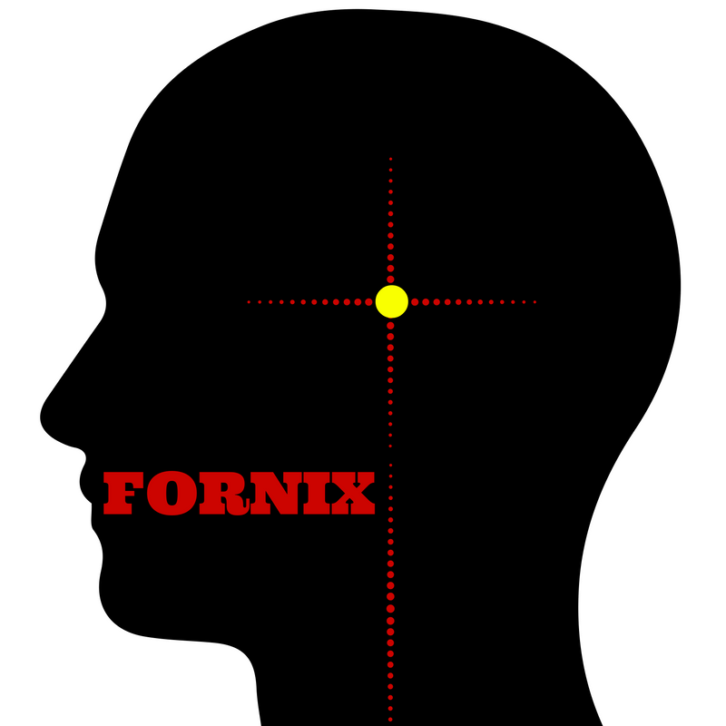 Fornix