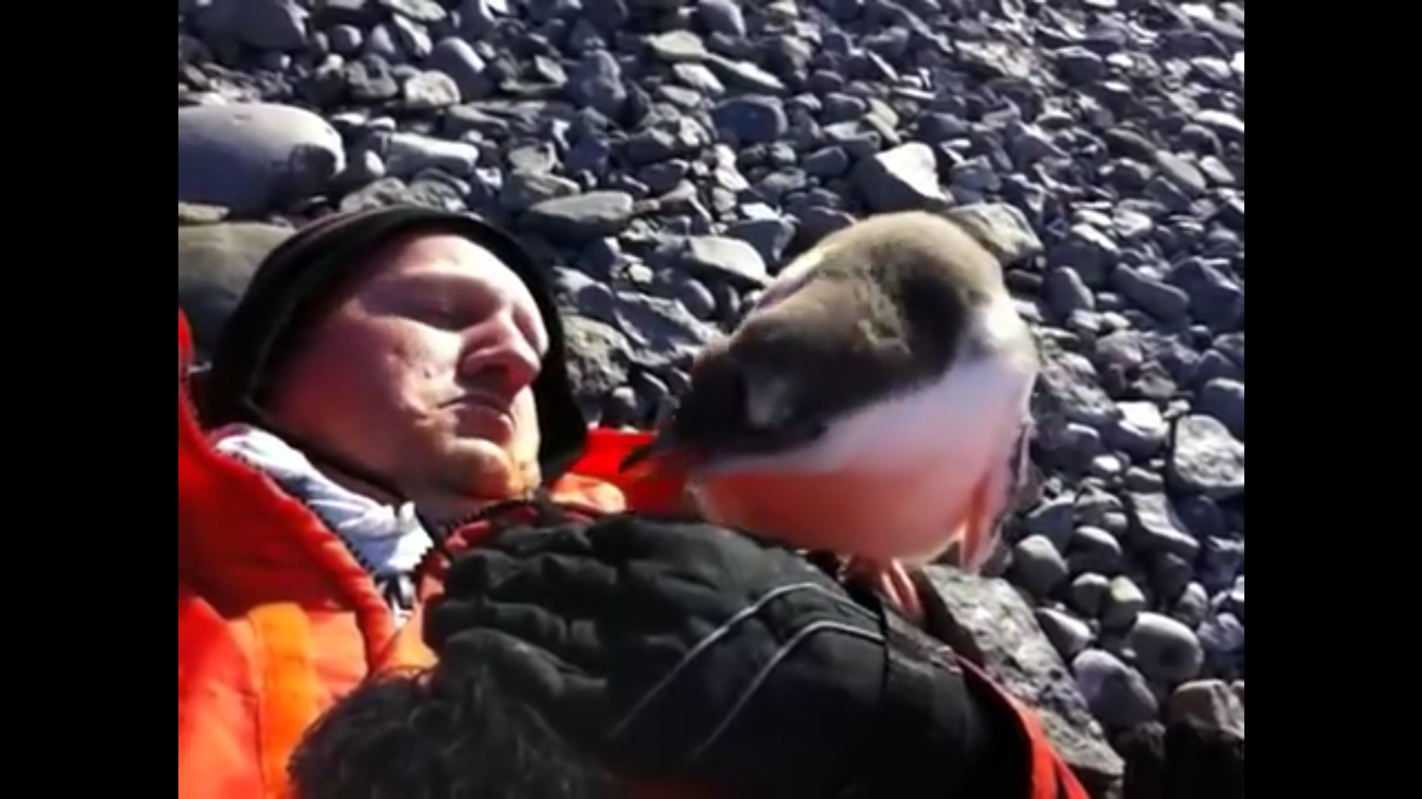 Baby Penguin meets human for first time