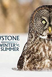 Yellowstone: Wildest Winter to Blazing Summer