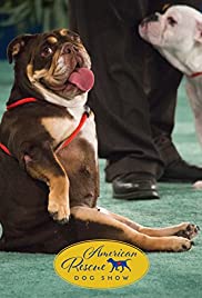 2018 American Rescue Dog Show